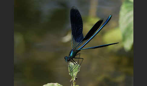 Gebänderte Prachtlibelle (Calopteryx splendens)