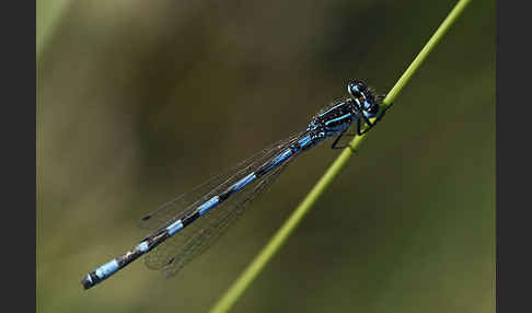 Vogel-Azurjungfer (Coenagrion ornatum)