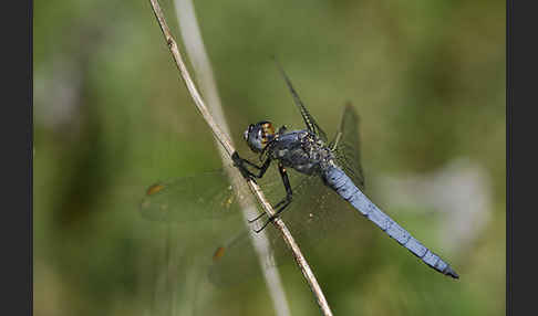 Südlicher Blaupfeil (Orthetrum brunneum)