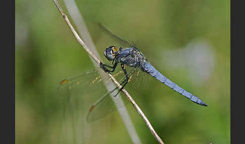 Südlicher Blaupfeil (Orthetrum brunneum)