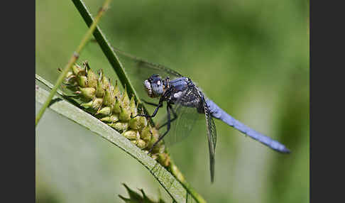 Südlicher Blaupfeil (Orthetrum brunneum)