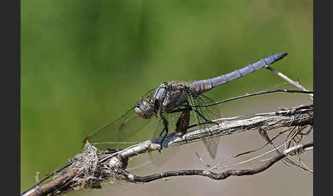 Südlicher Blaupfeil (Orthetrum brunneum)