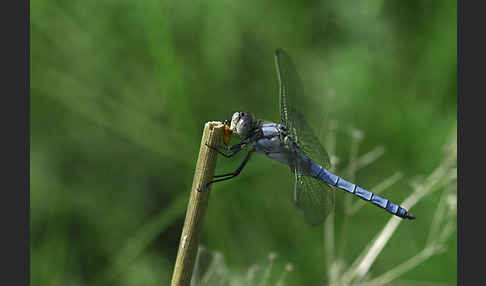 Südlicher Blaupfeil (Orthetrum brunneum)