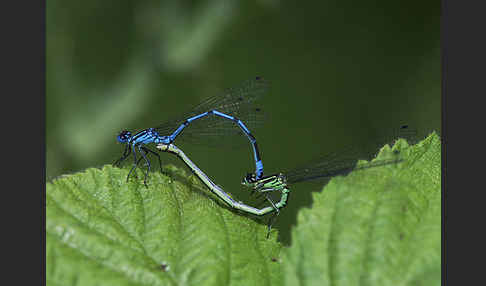 Hufeisen-Azurjungfer (Coenagrion puella)