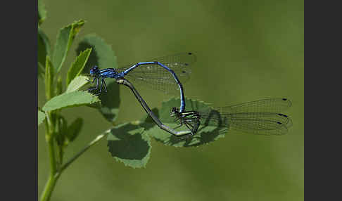 Hufeisen-Azurjungfer (Coenagrion puella)