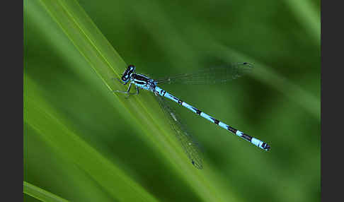 Speer-Azurjungfer (Coenagrion hastulatum)