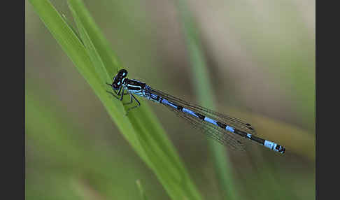 Vogel-Azurjungfer (Coenagrion ornatum)