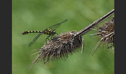 Kleine Zangenlibelle (Onychogomphus forcipatus)