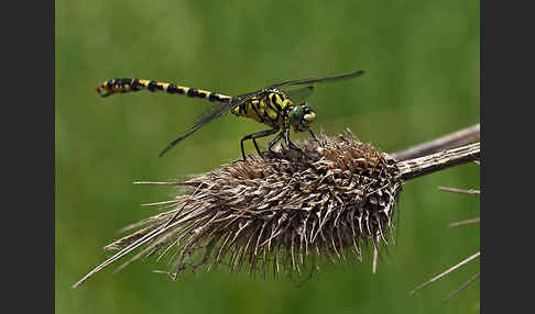 Kleine Zangenlibelle (Onychogomphus forcipatus)