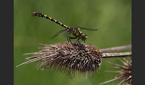 Kleine Zangenlibelle (Onychogomphus forcipatus)