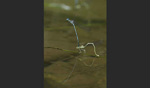 Federlibelle (Platycnemis pennipes)