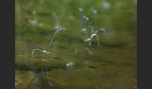 Federlibelle (Platycnemis pennipes)