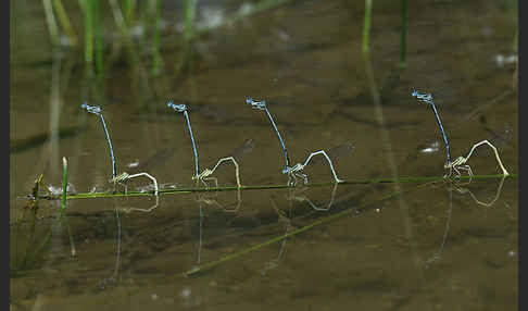 Federlibelle (Platycnemis pennipes)