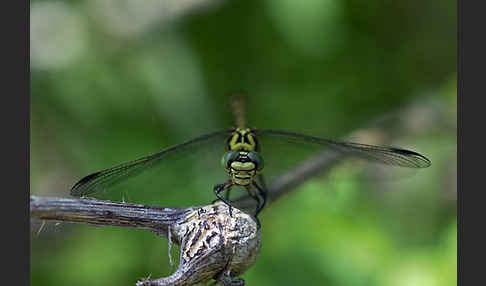 Kleine Zangenlibelle (Onychogomphus forcipatus)