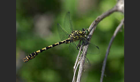 Kleine Zangenlibelle (Onychogomphus forcipatus)