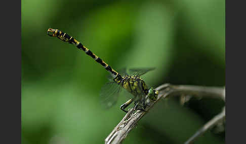 Kleine Zangenlibelle (Onychogomphus forcipatus)