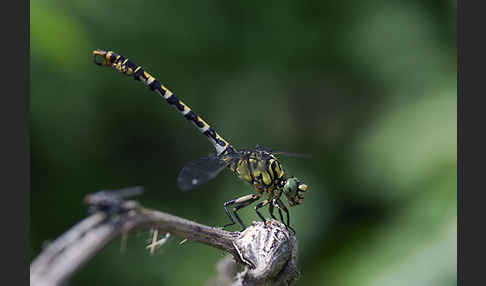 Kleine Zangenlibelle (Onychogomphus forcipatus)