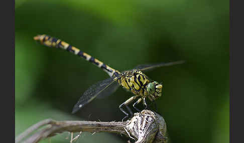 Kleine Zangenlibelle (Onychogomphus forcipatus)