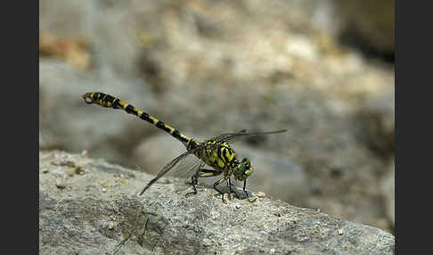 Kleine Zangenlibelle (Onychogomphus forcipatus)