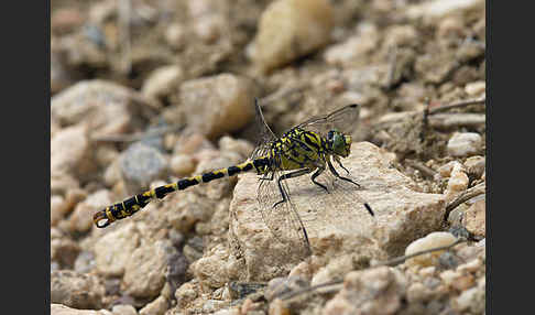 Kleine Zangenlibelle (Onychogomphus forcipatus)