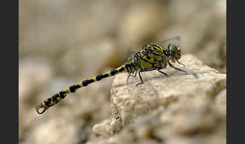 Kleine Zangenlibelle (Onychogomphus forcipatus)