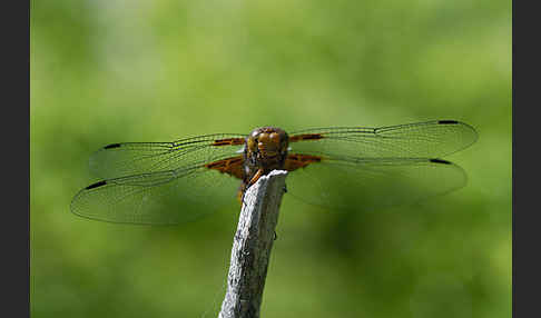 Plattbauch (Libellula depressa)