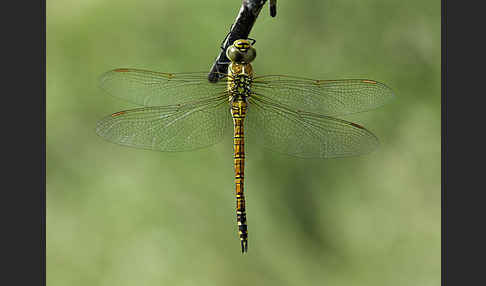 Südliche Mosaikjungfer (Aeshna affinis)