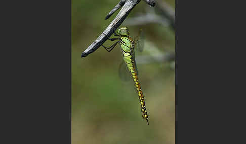 Südliche Mosaikjungfer (Aeshna affinis)