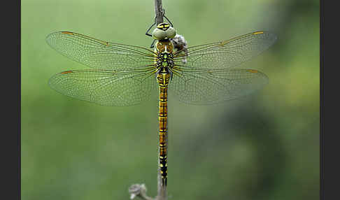 Südliche Mosaikjungfer (Aeshna affinis)