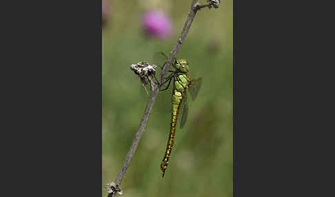 Südliche Mosaikjungfer (Aeshna affinis)