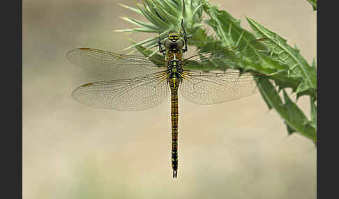 Südliche Mosaikjungfer (Aeshna affinis)