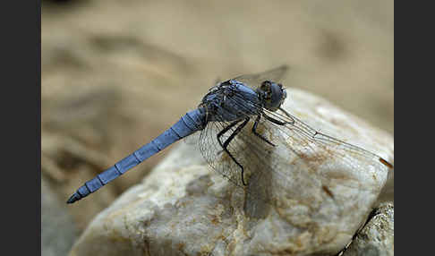 Südlicher Blaupfeil (Orthetrum brunneum)