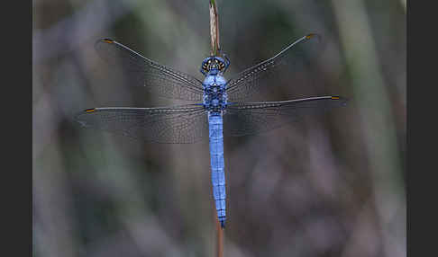 Südlicher Blaupfeil (Orthetrum brunneum)