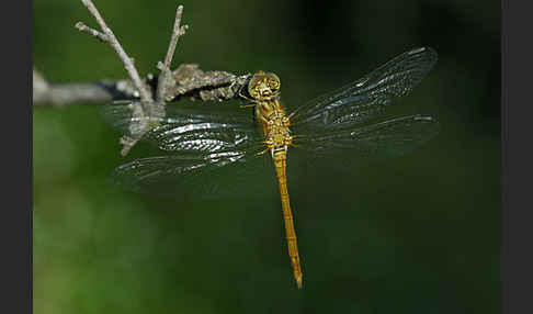 Südliche Heidelibelle (Sympetrum meridionale)