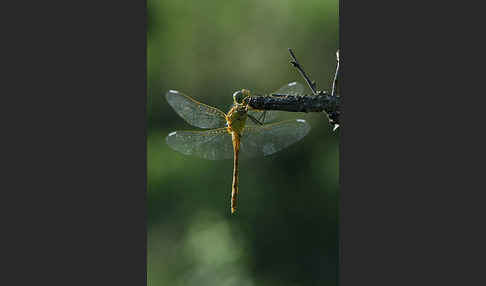 Südliche Heidelibelle (Sympetrum meridionale)