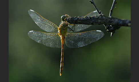 Südliche Heidelibelle (Sympetrum meridionale)