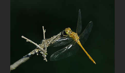 Südliche Heidelibelle (Sympetrum meridionale)