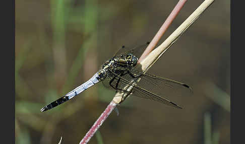 Oestlicher Blaupfeil (Orthetrum albistylum)