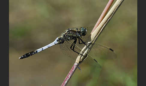 Oestlicher Blaupfeil (Orthetrum albistylum)