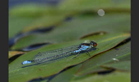 Großes Granatauge (Erythromma najas)