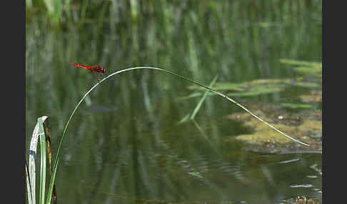 Feuerlibelle (Crocothemis erythraea)