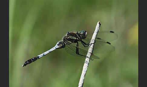 Oestlicher Blaupfeil (Orthetrum albistylum)