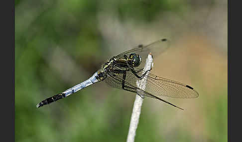 Oestlicher Blaupfeil (Orthetrum albistylum)