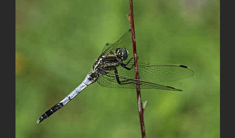 Oestlicher Blaupfeil (Orthetrum albistylum)