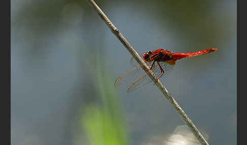 Feuerlibelle (Crocothemis erythraea)