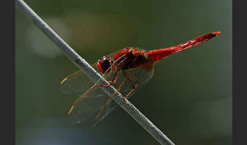 Feuerlibelle (Crocothemis erythraea)