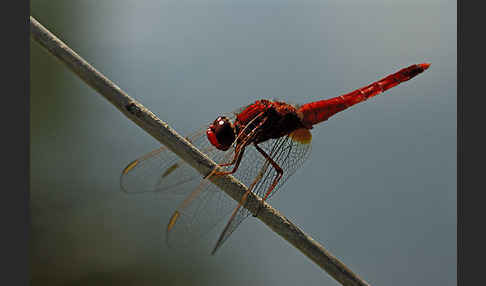 Feuerlibelle (Crocothemis erythraea)