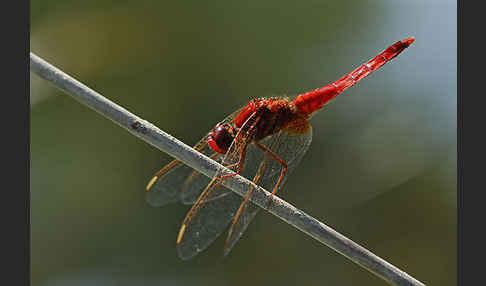 Feuerlibelle (Crocothemis erythraea)