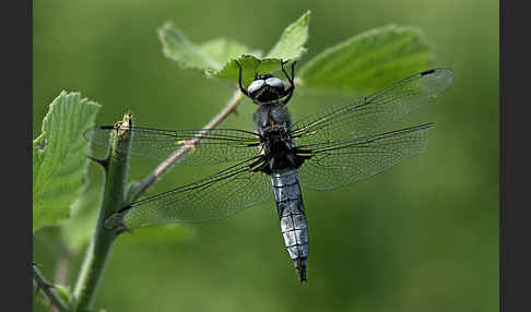 Spitzenfleck (Libellula fulva)