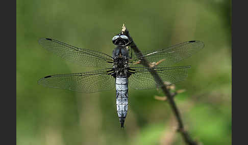 Spitzenfleck (Libellula fulva)